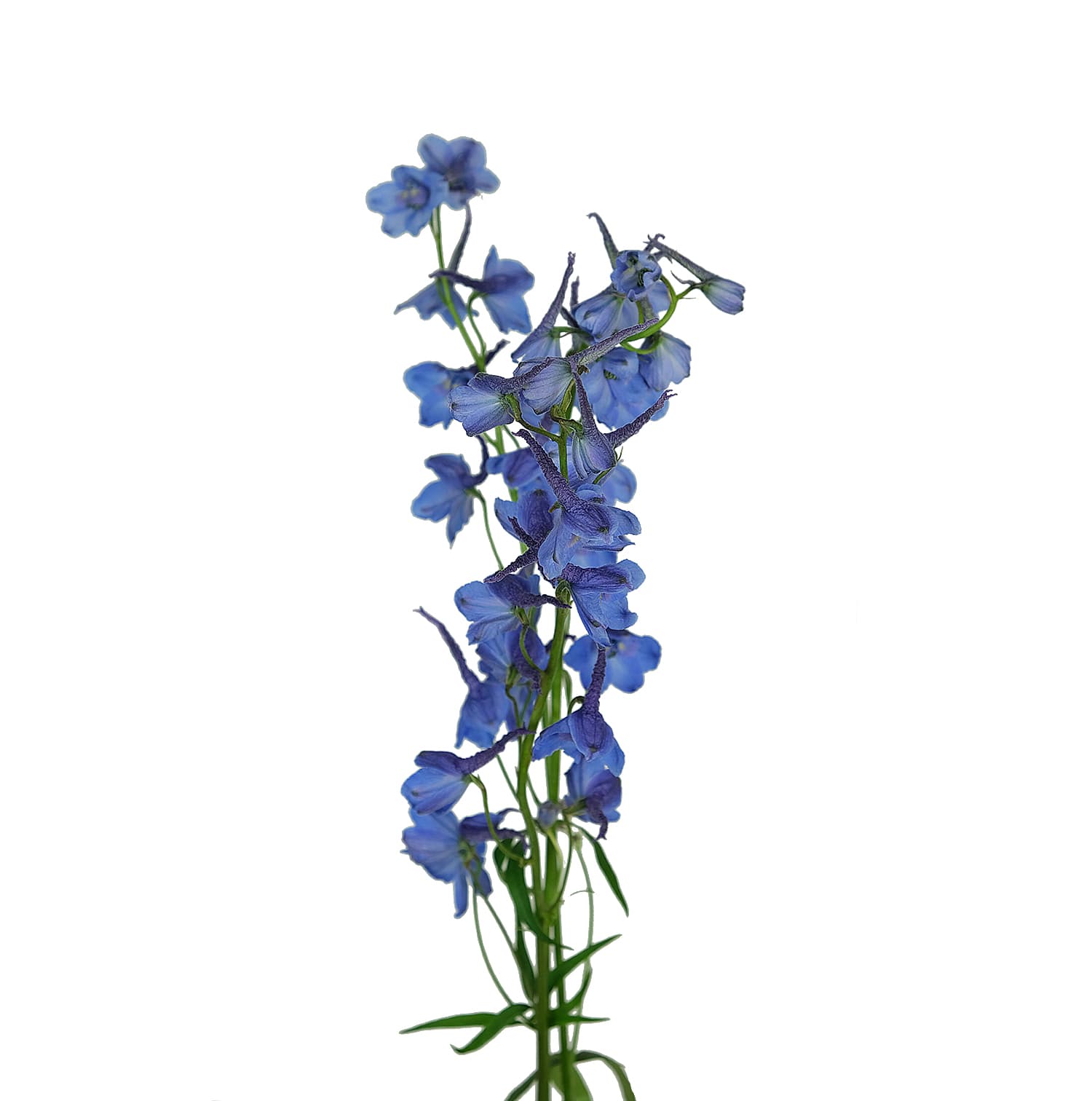 Delph Sea Prism Blue 60 Cm
