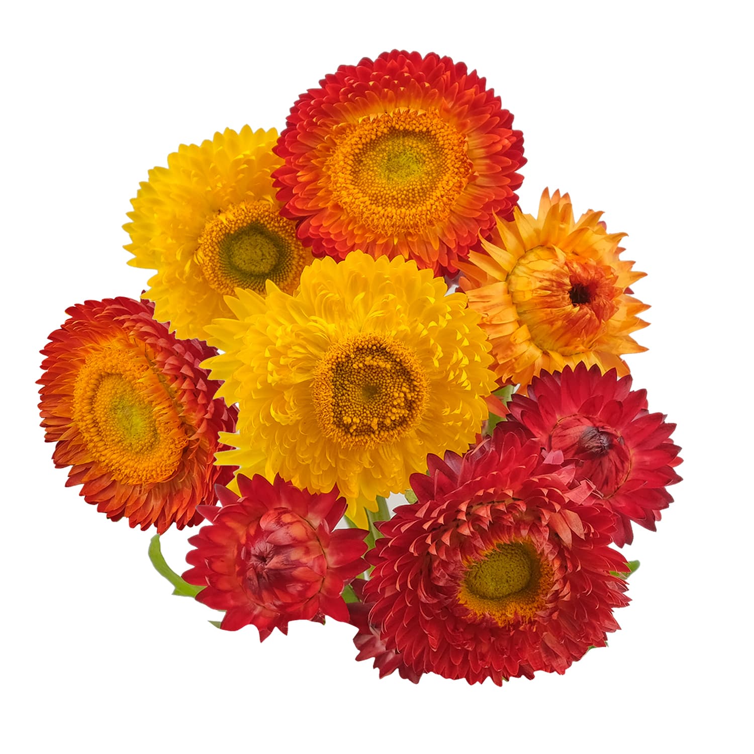 Strawflower Fall Pack 70 Cm