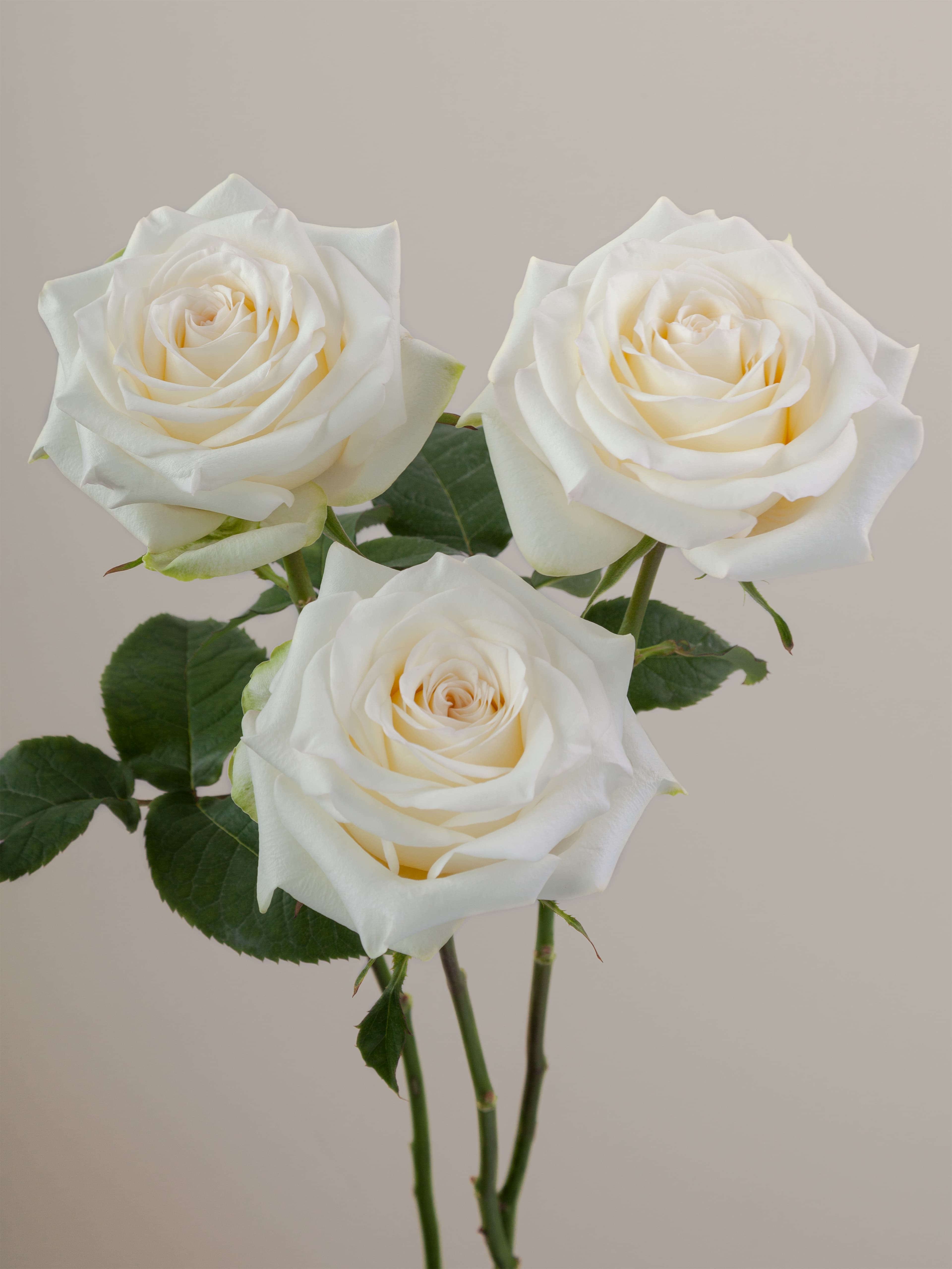 Ros Candlelight Wht 60