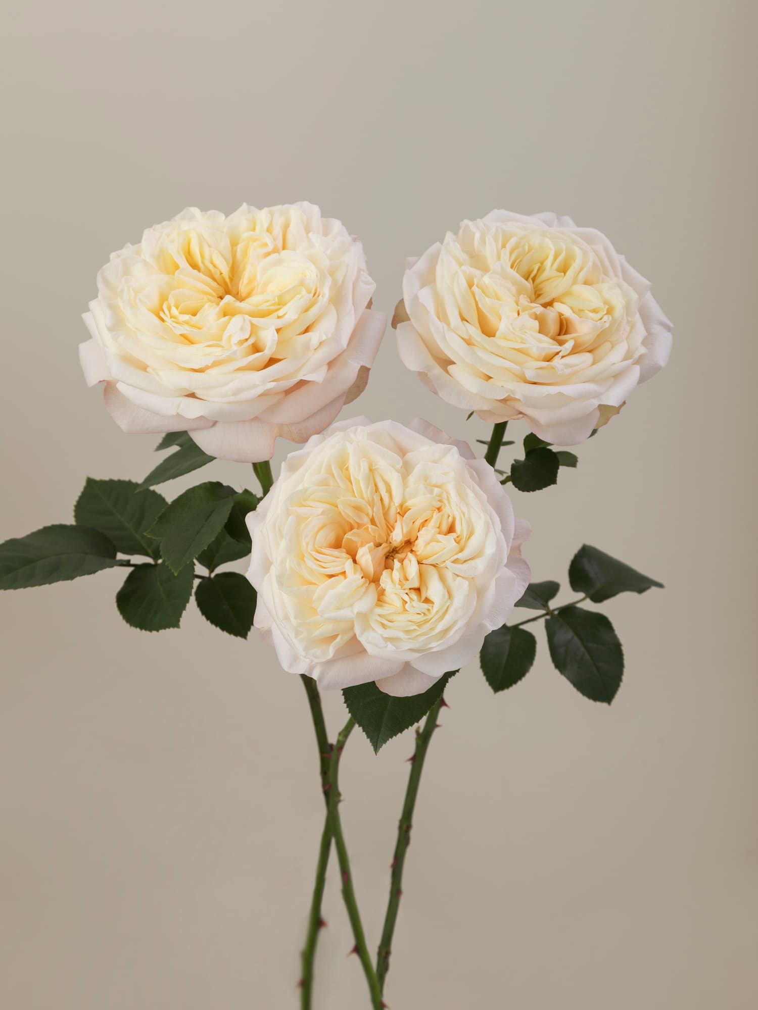 Gar Fatima Gardens Crm 50
