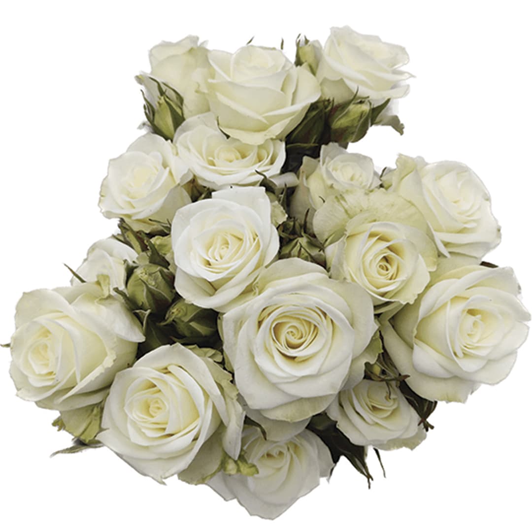 Spr Floreana Wht 60