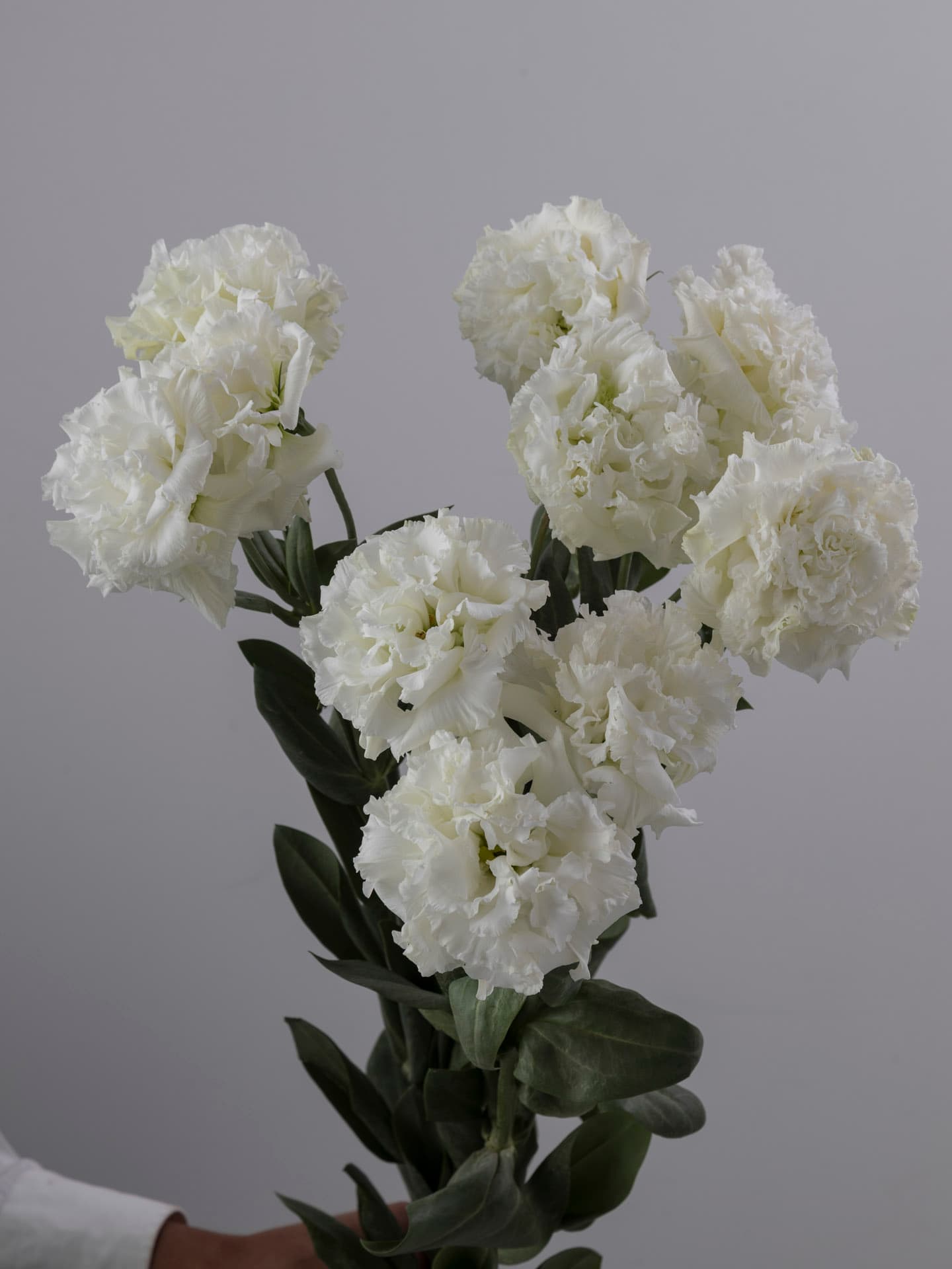 Lis Alissa Pure White Wht Mix