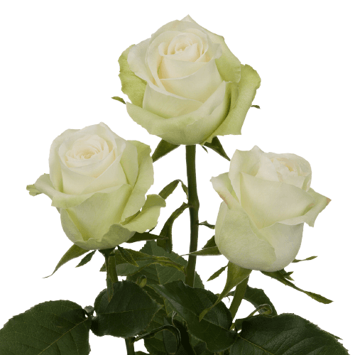 Ros Alba Wht 50