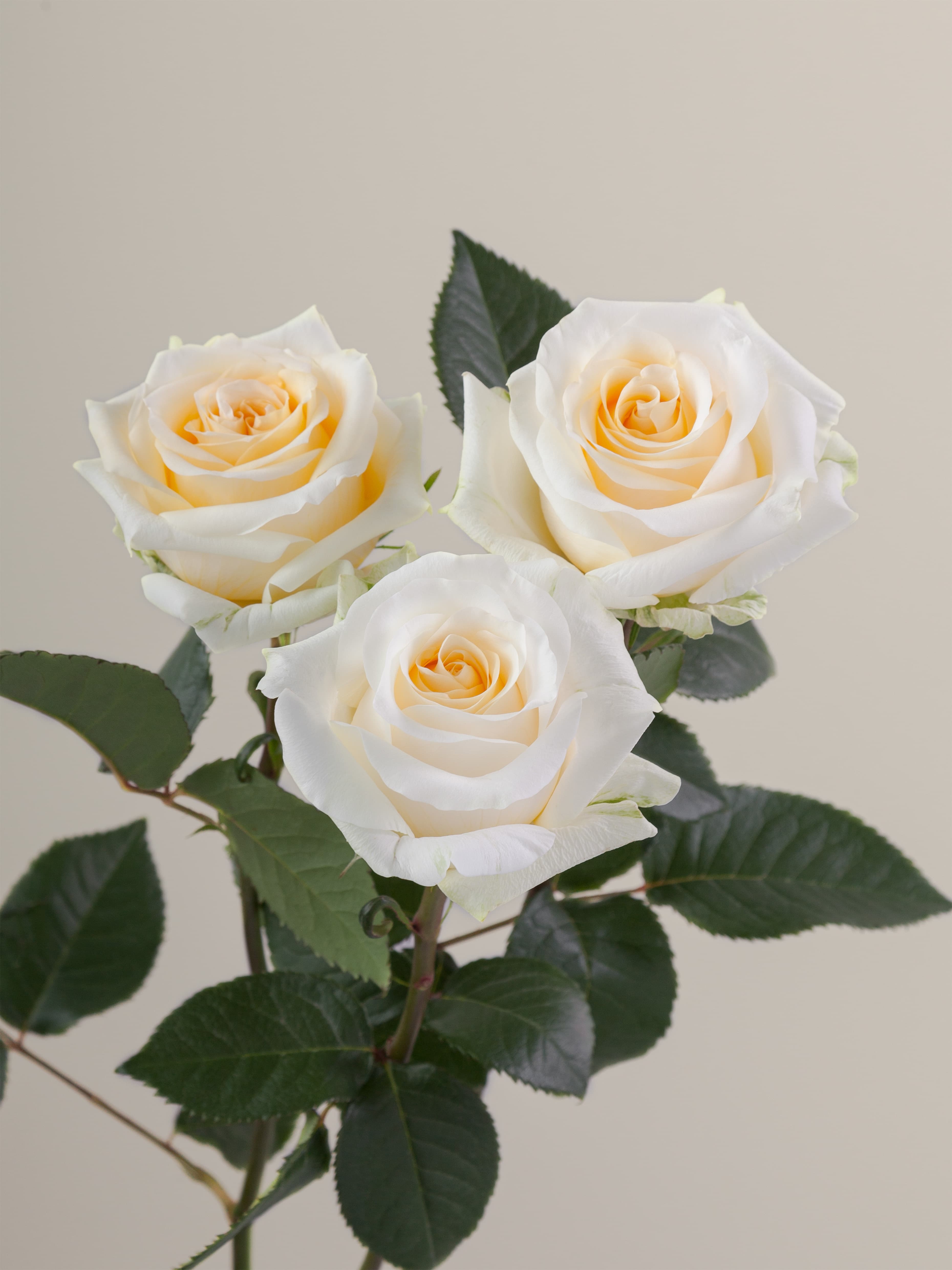 ROS CRM Creme de la Creme 50