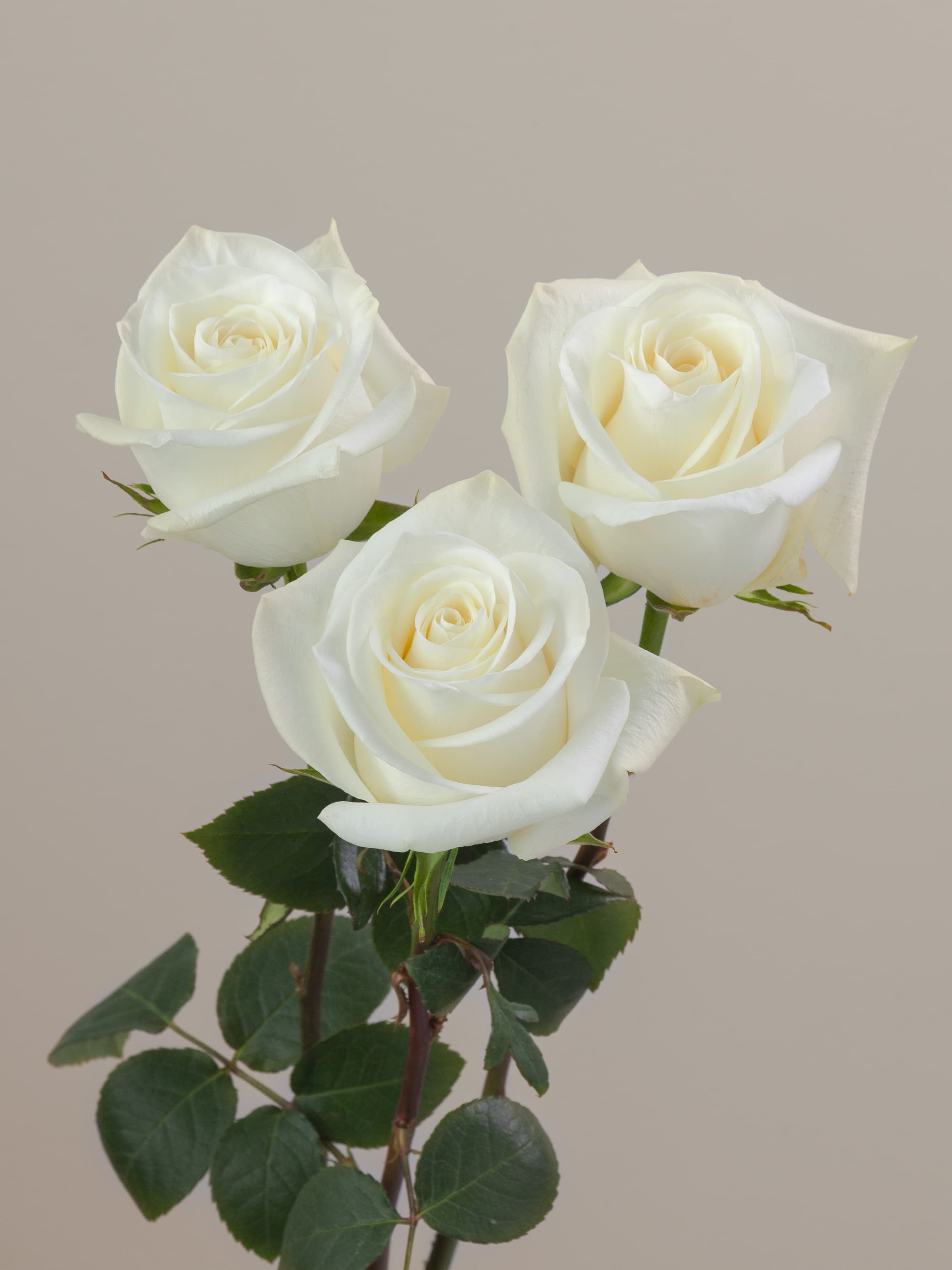 Ros Polar Star Wht 50