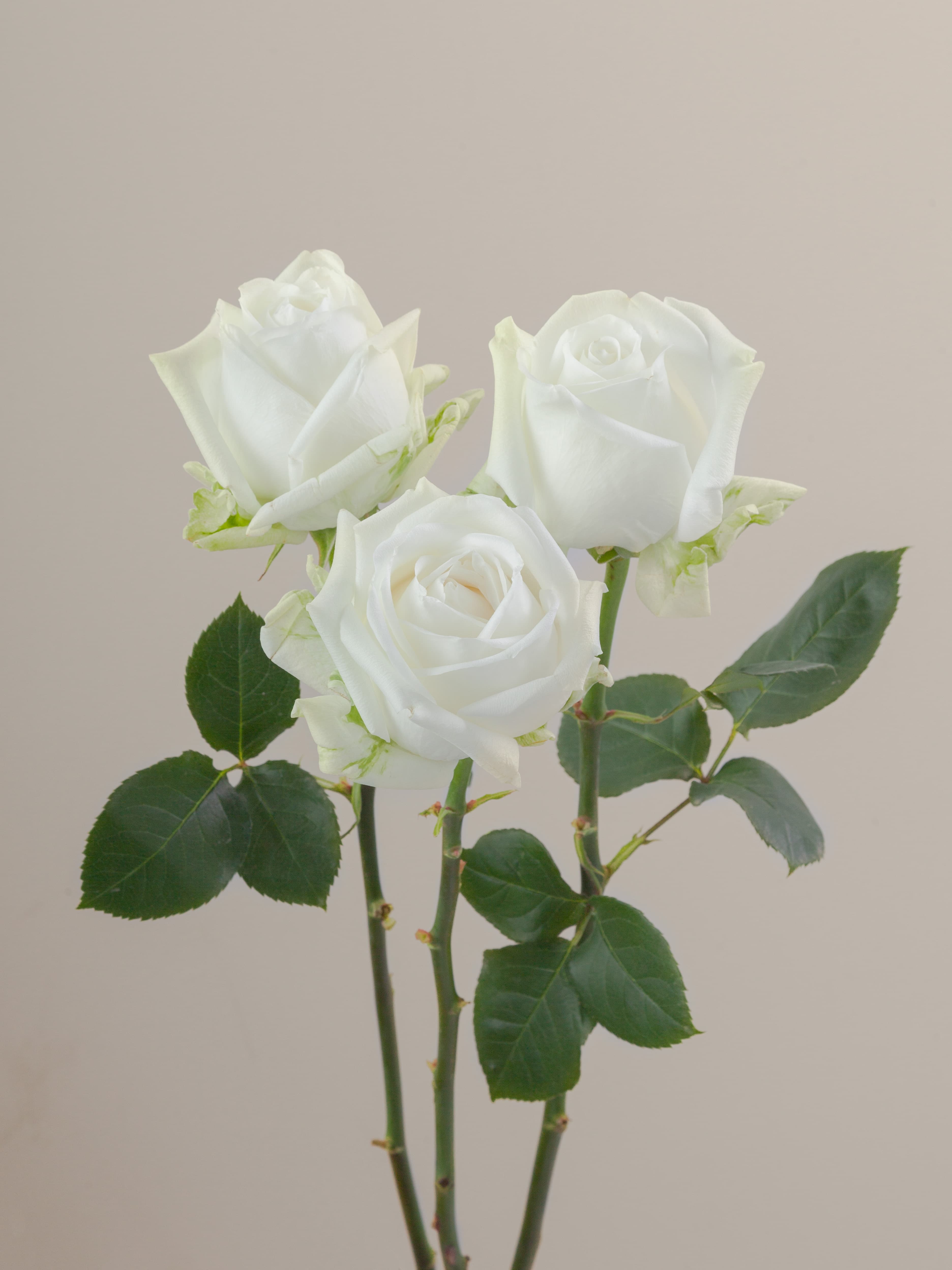 ROS WHT RP Tundra 60