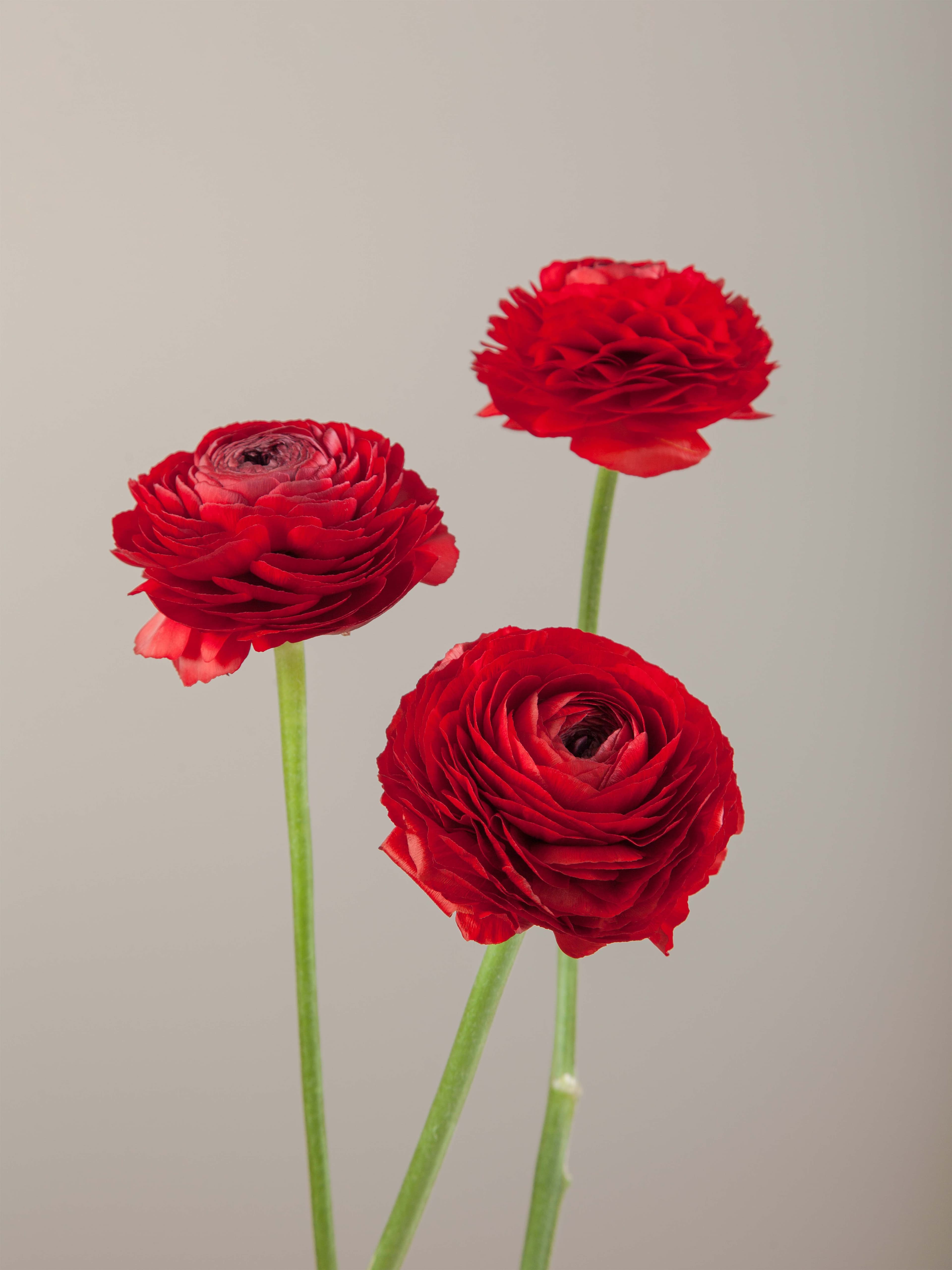 RAN RED Elegance Rosso Standard 35