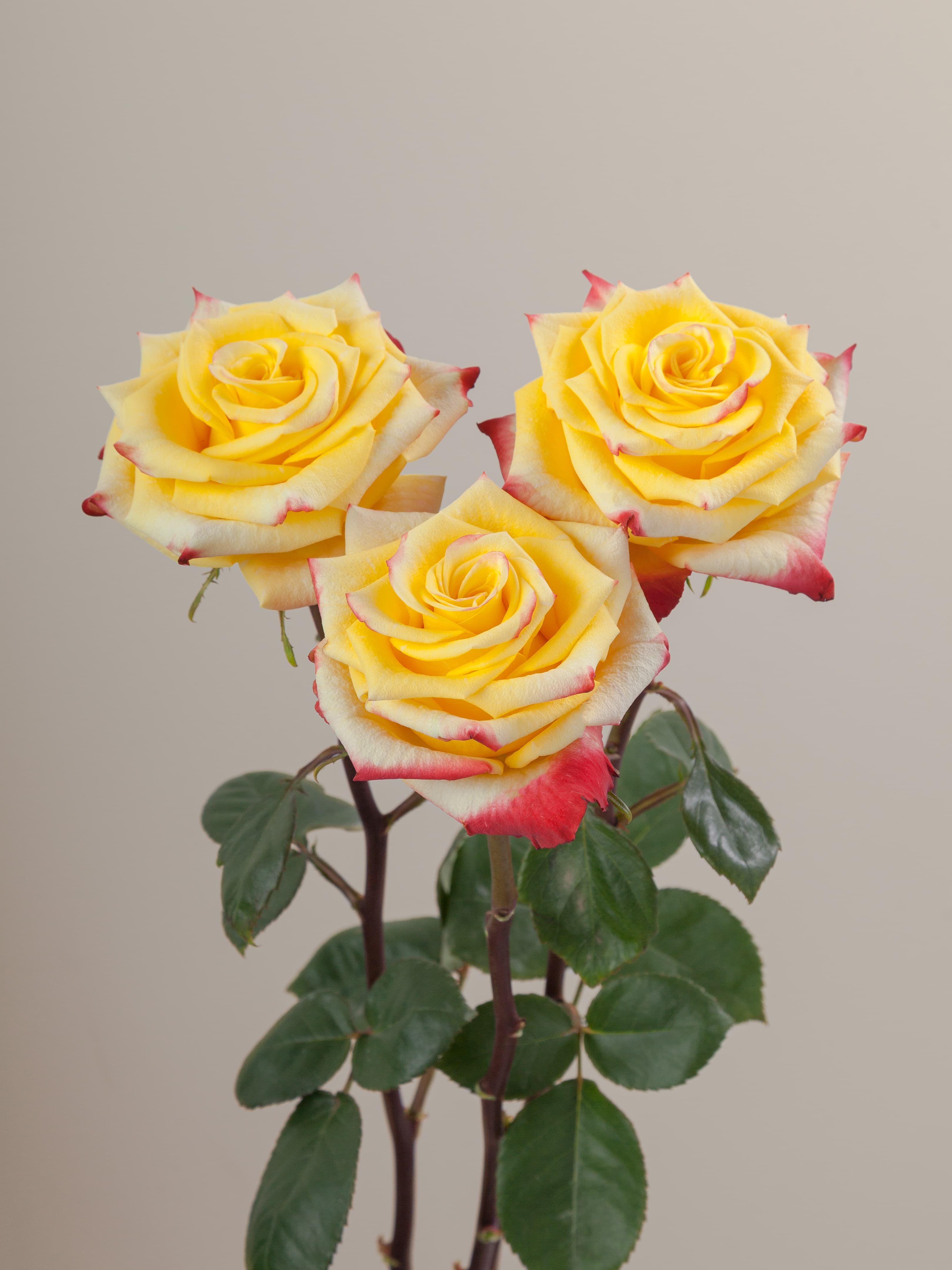 Ros High & Yellow Flame Ylw - Bic 50