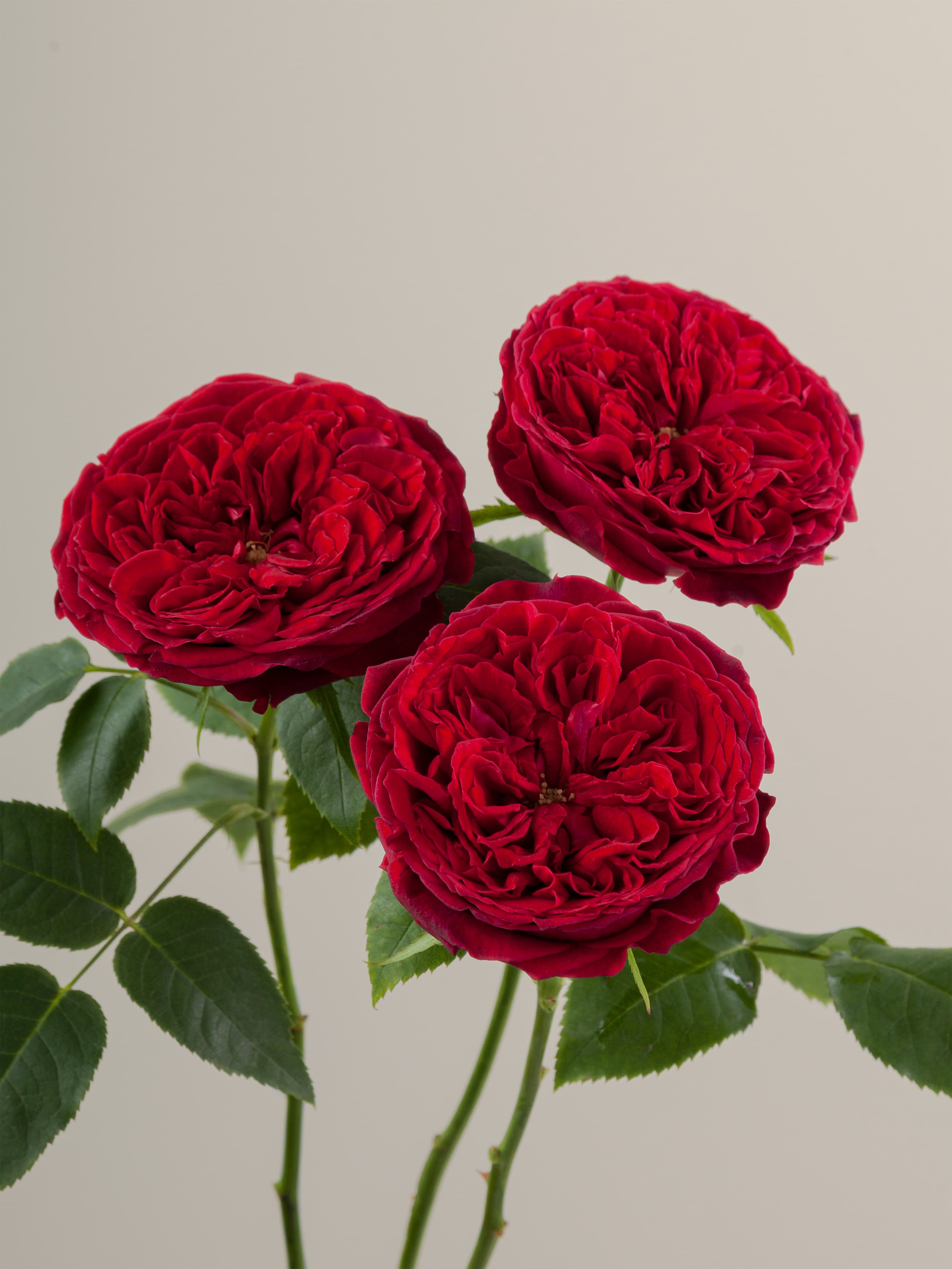 Dav Tess Red 50
