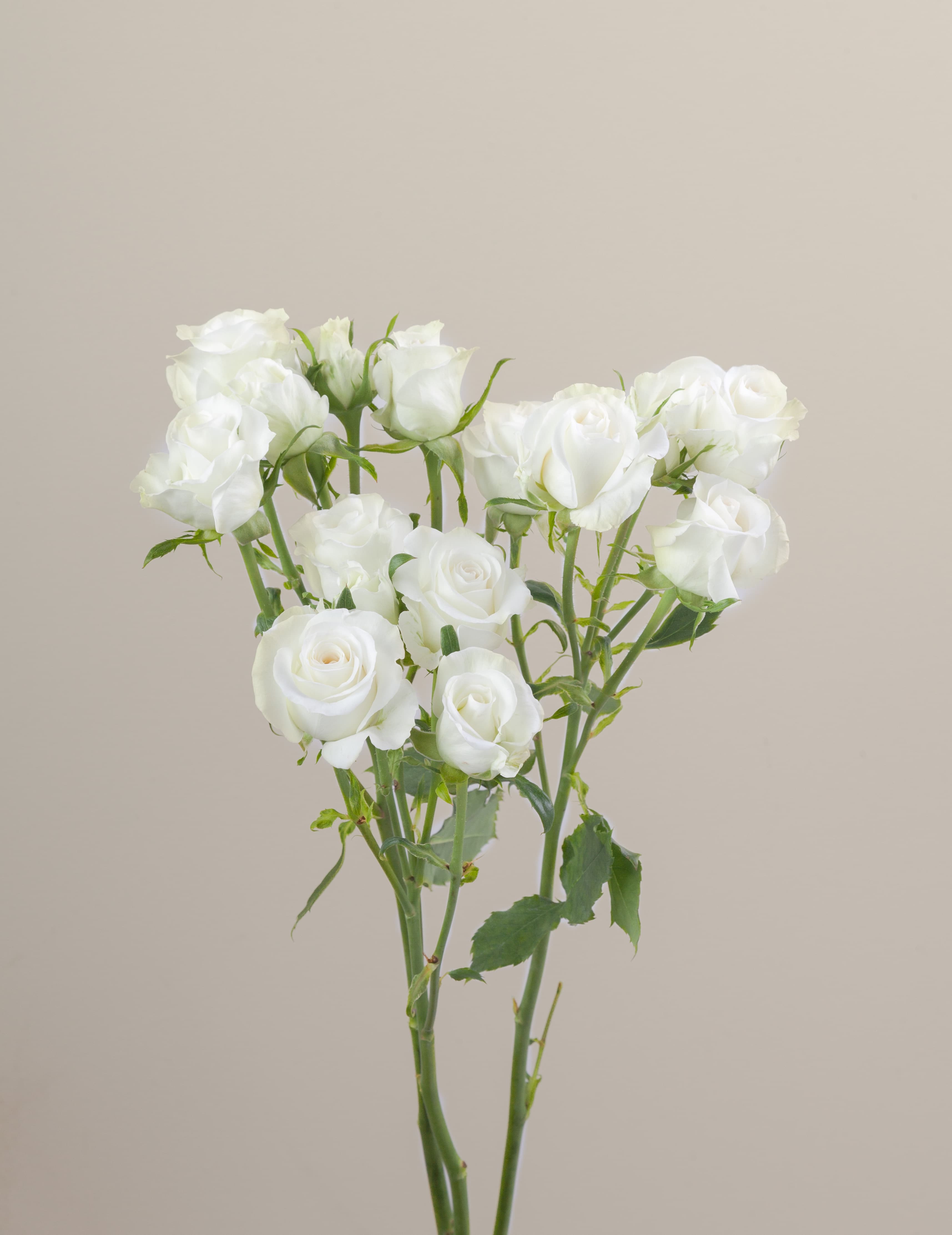 SPR WHT Shining Star 50