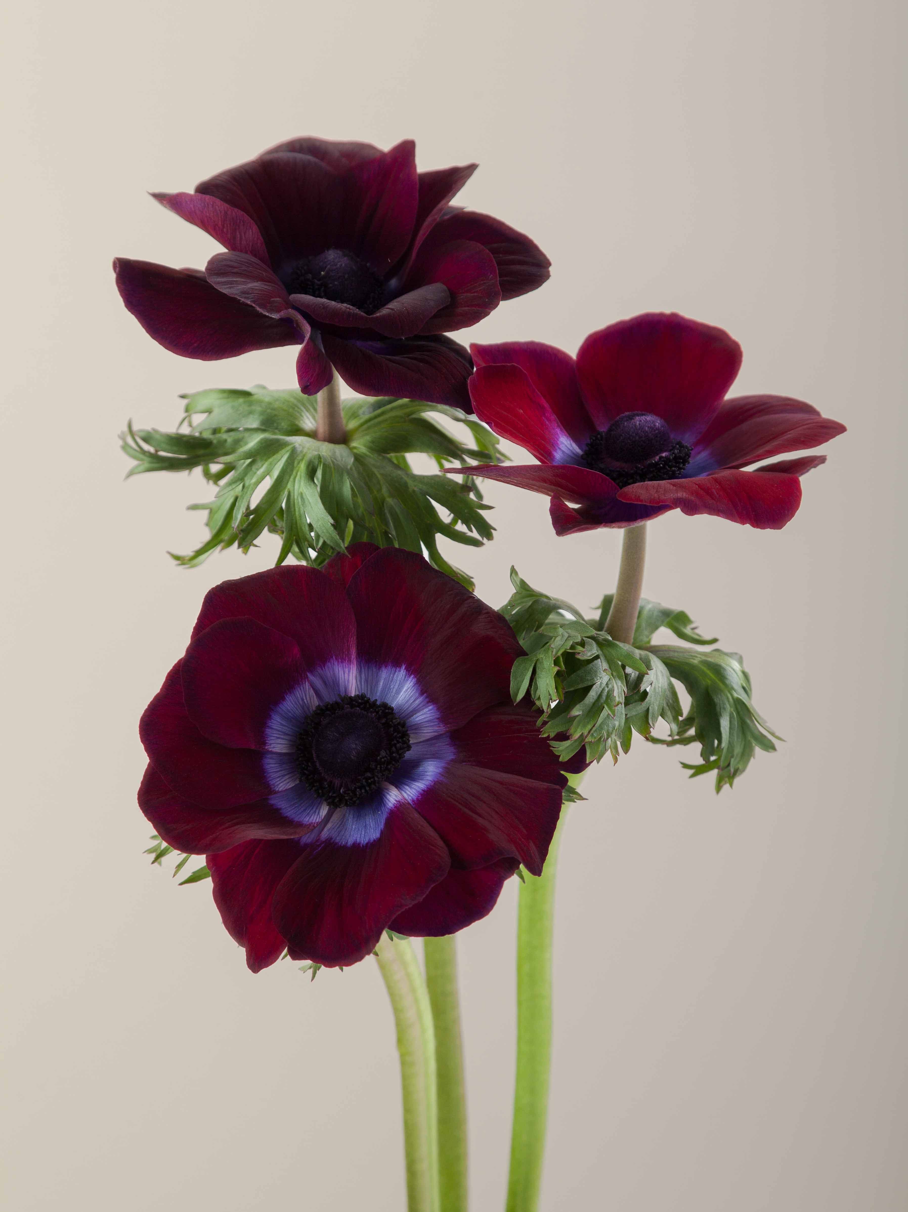ANE LAV Mistral Burgundy 30