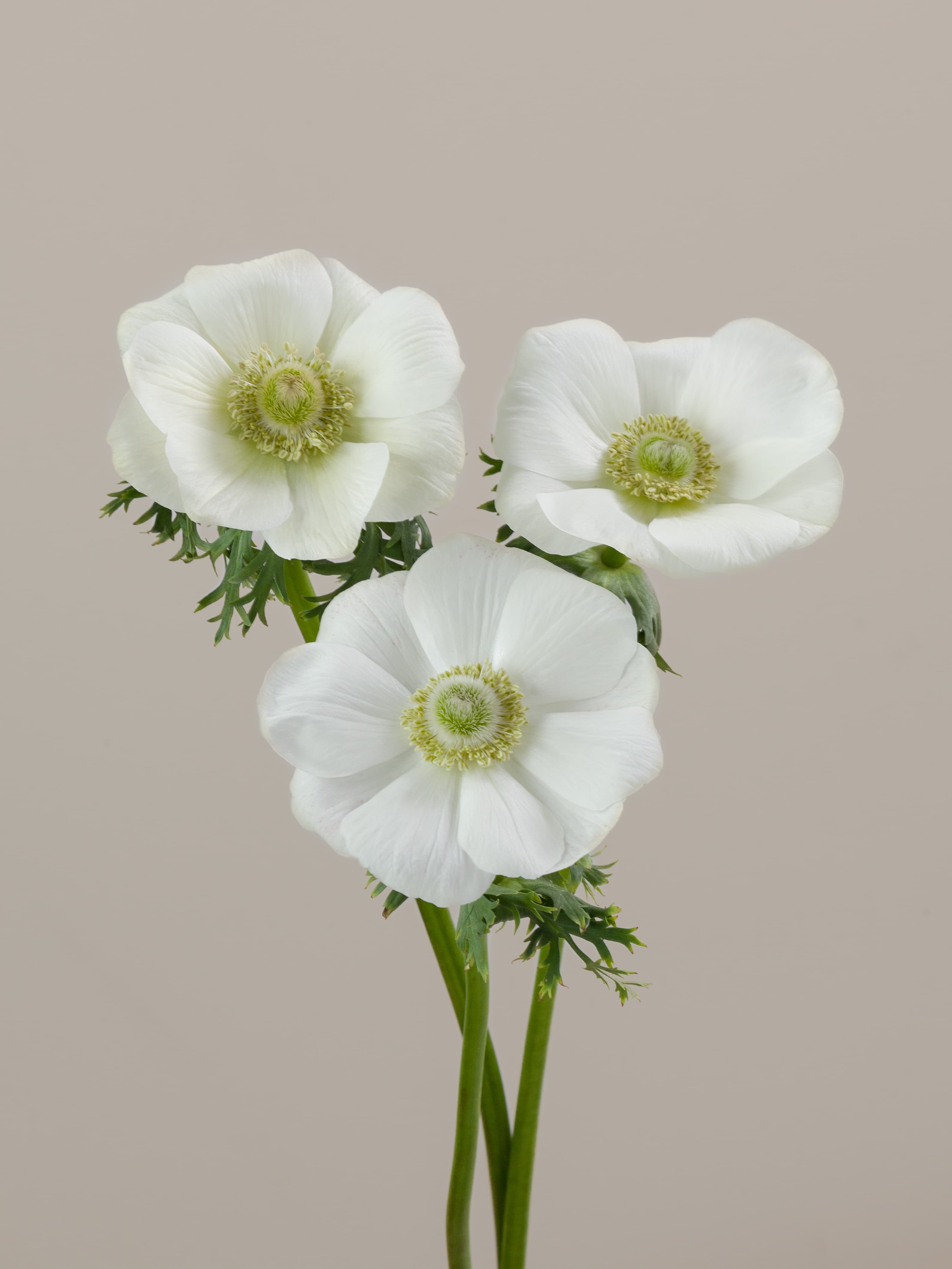 Ane Mistral Bianco Wht 30