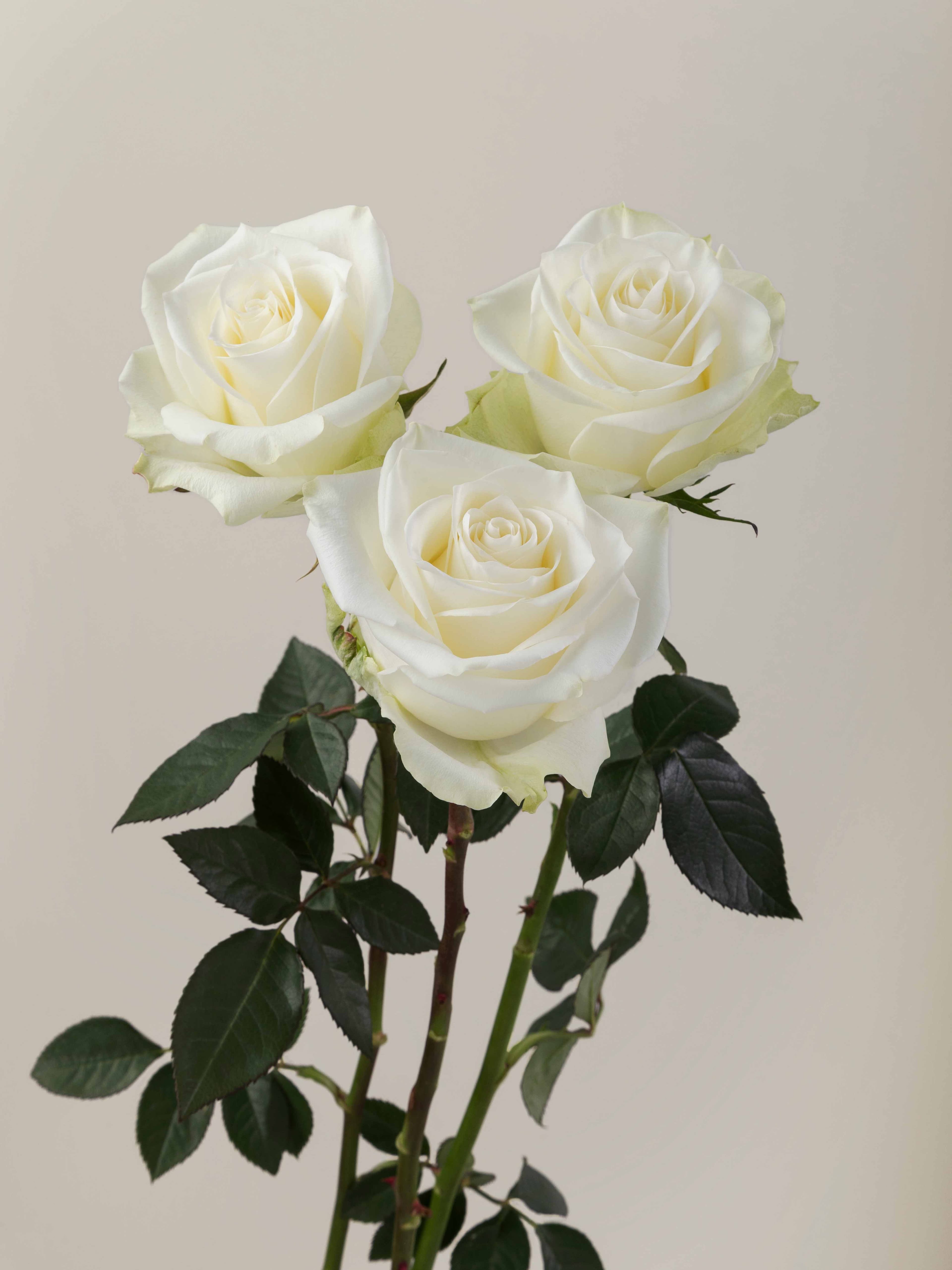 Ros Mia Wht 70