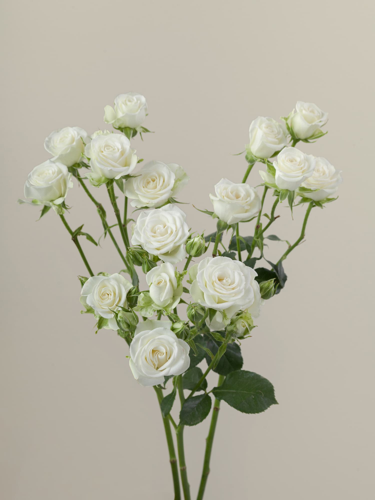 Spr Snowflake Wht 40