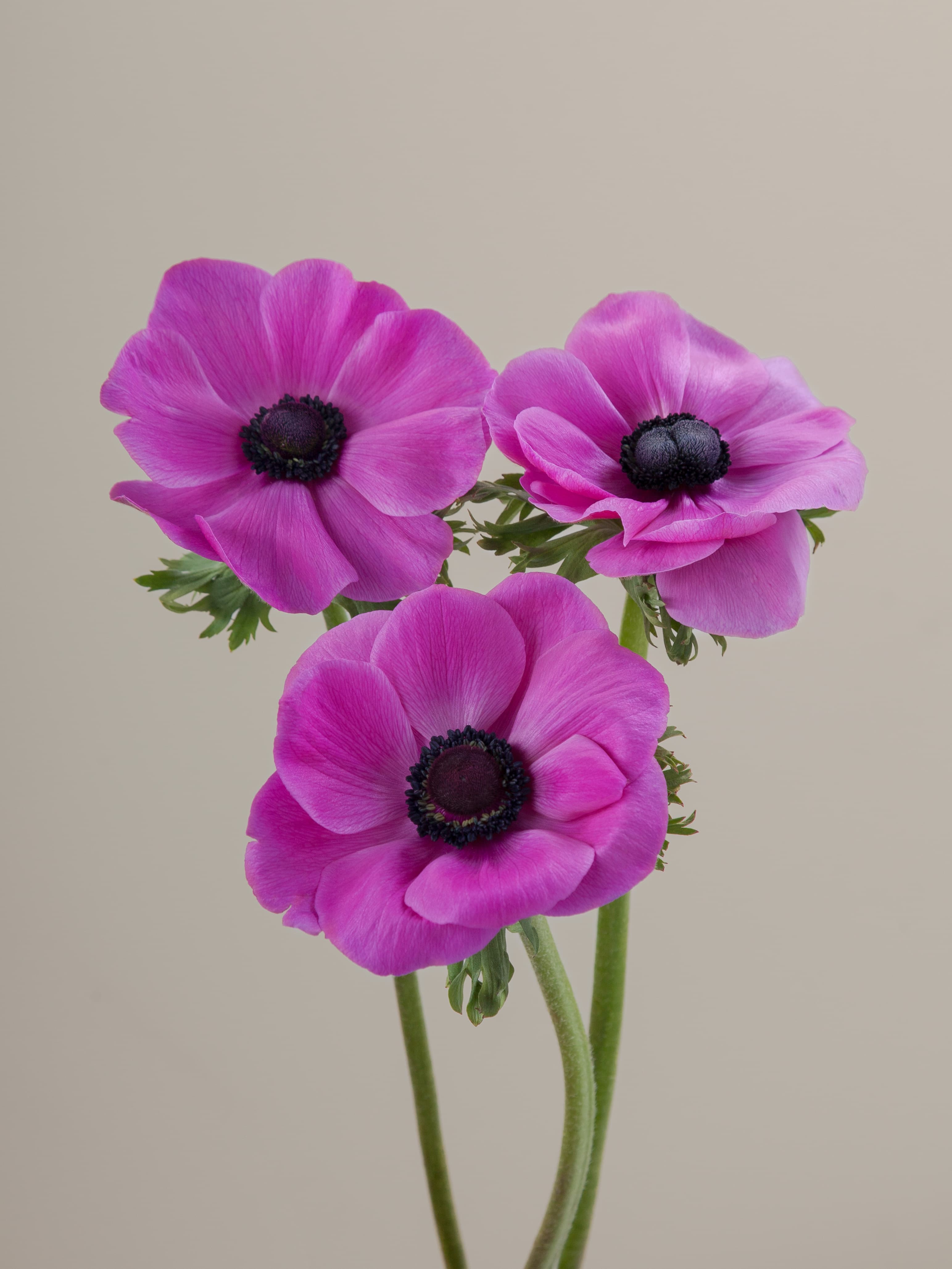 ANE PUR Mistral Fucsia 40