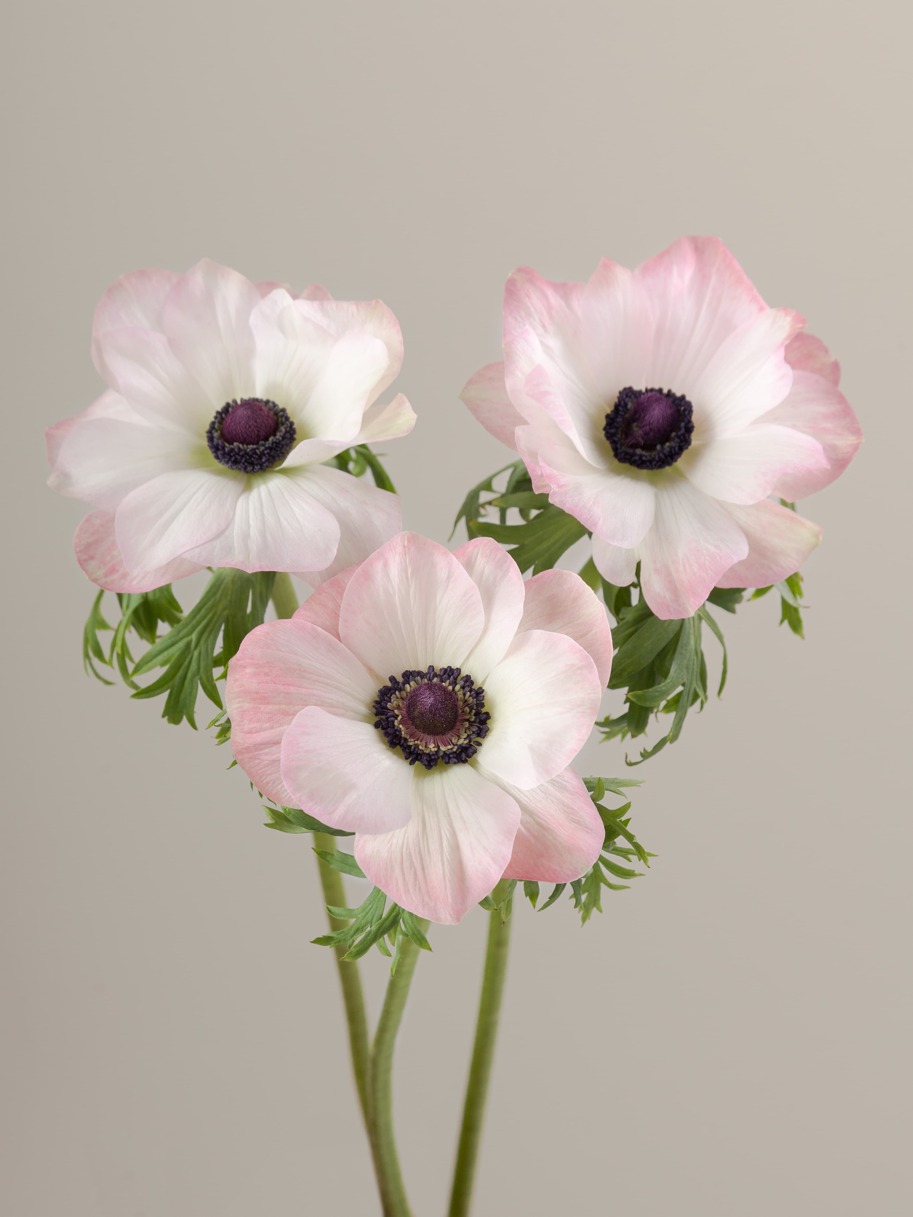Ane Mistral Rosa Chiaro Pkl 35