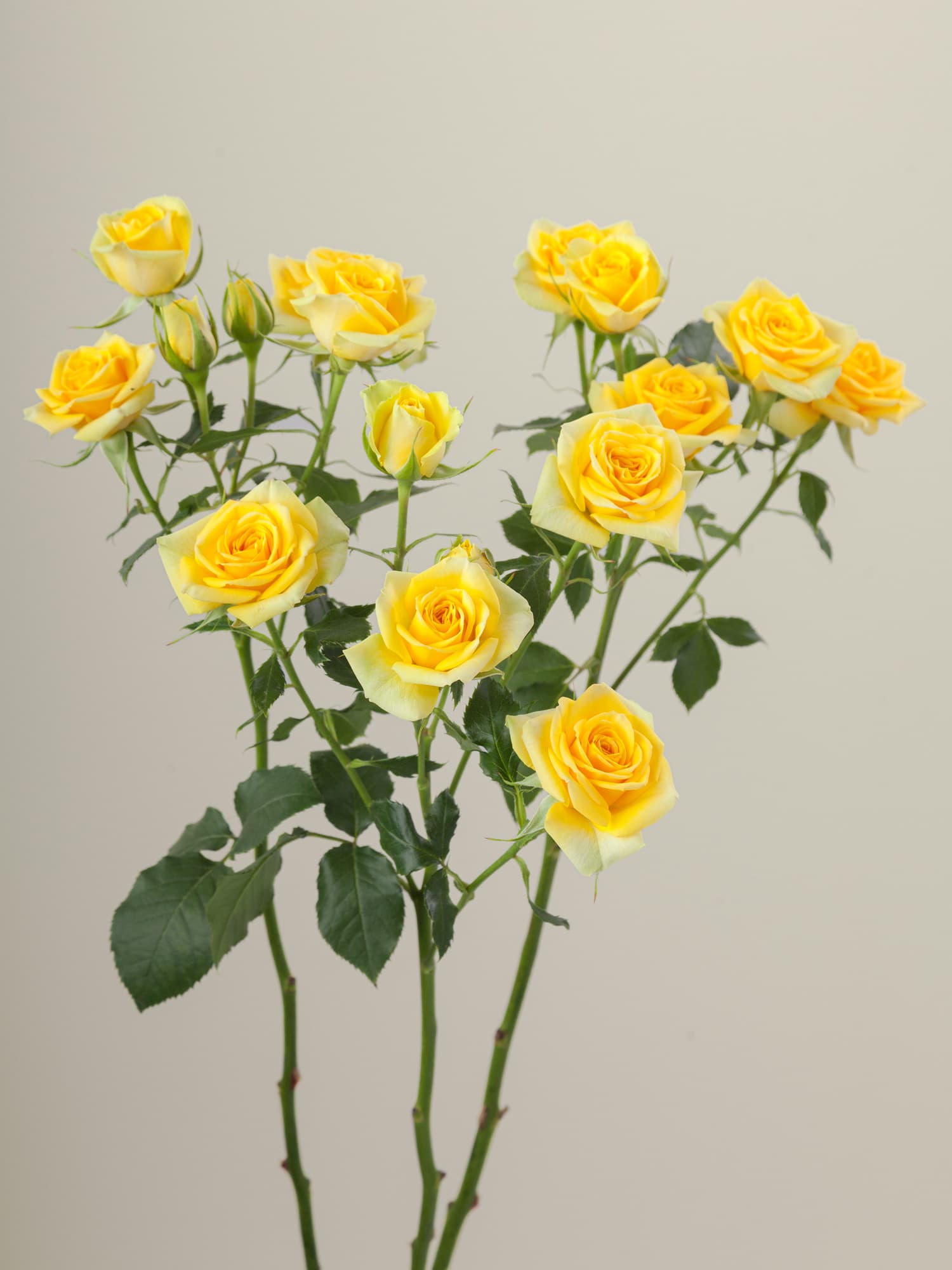 Spr Golden Blossom Ylw 70