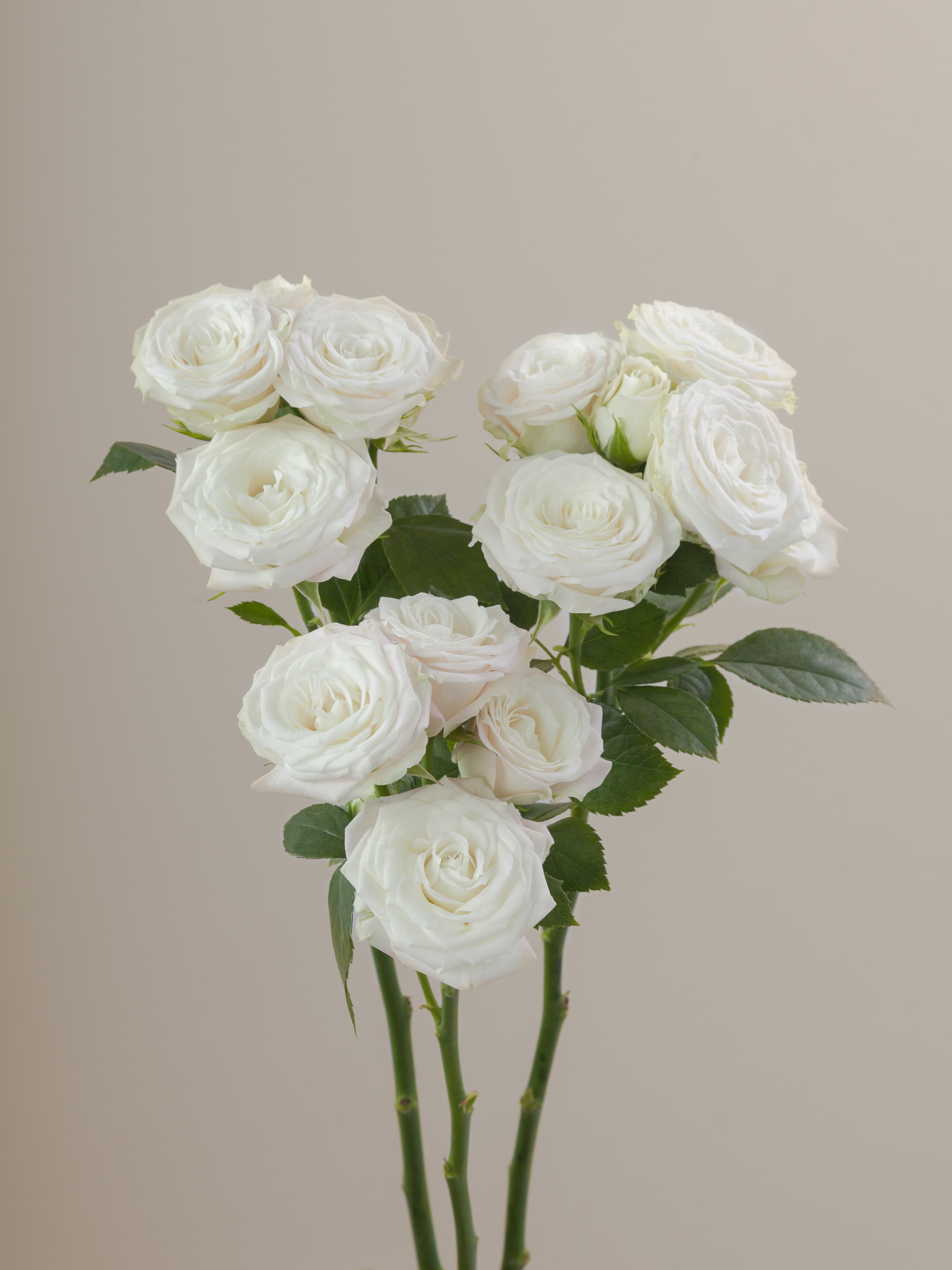 Spr Mykonos Wht 40