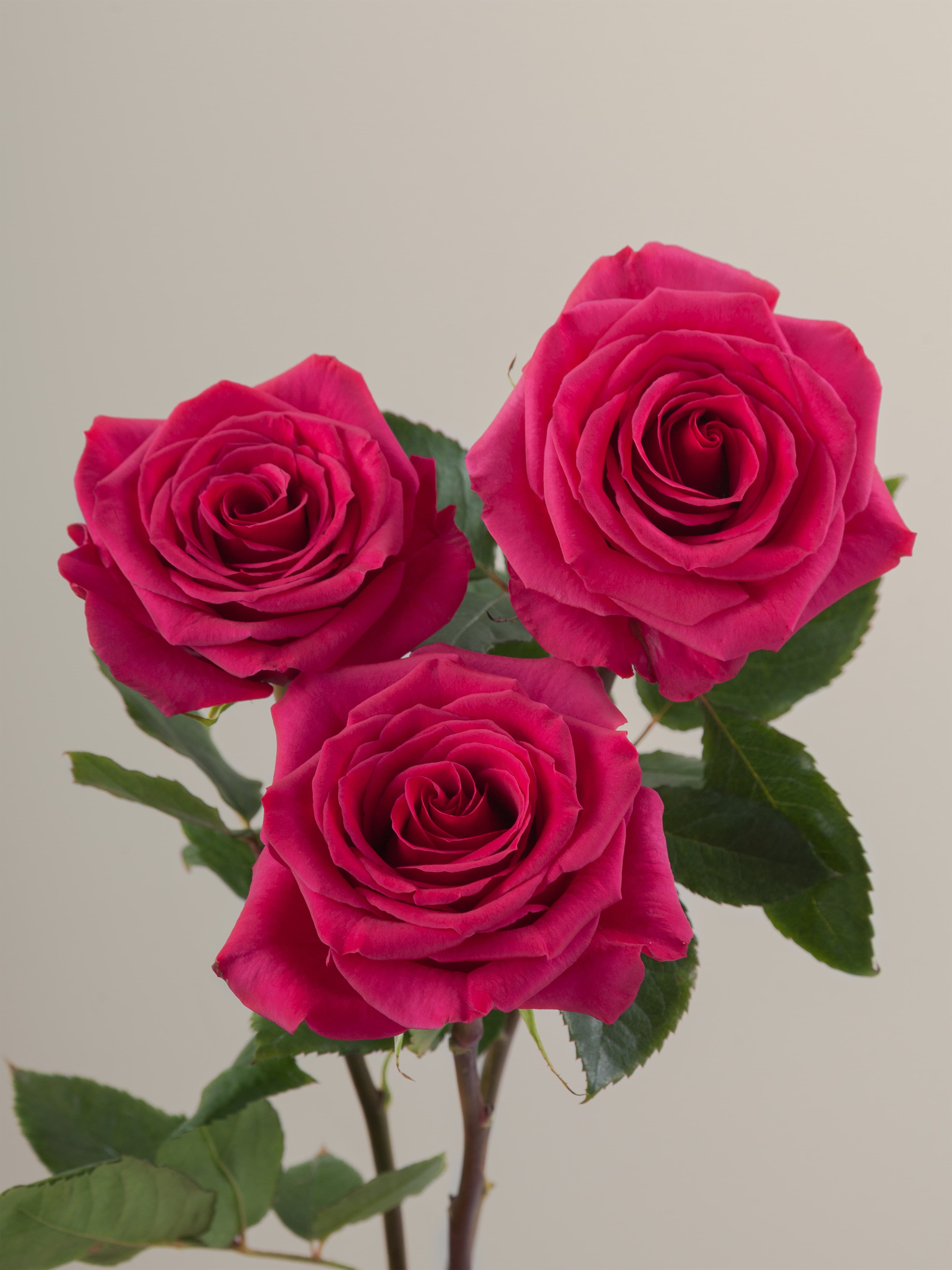 Ros Queenberry Pkh 70