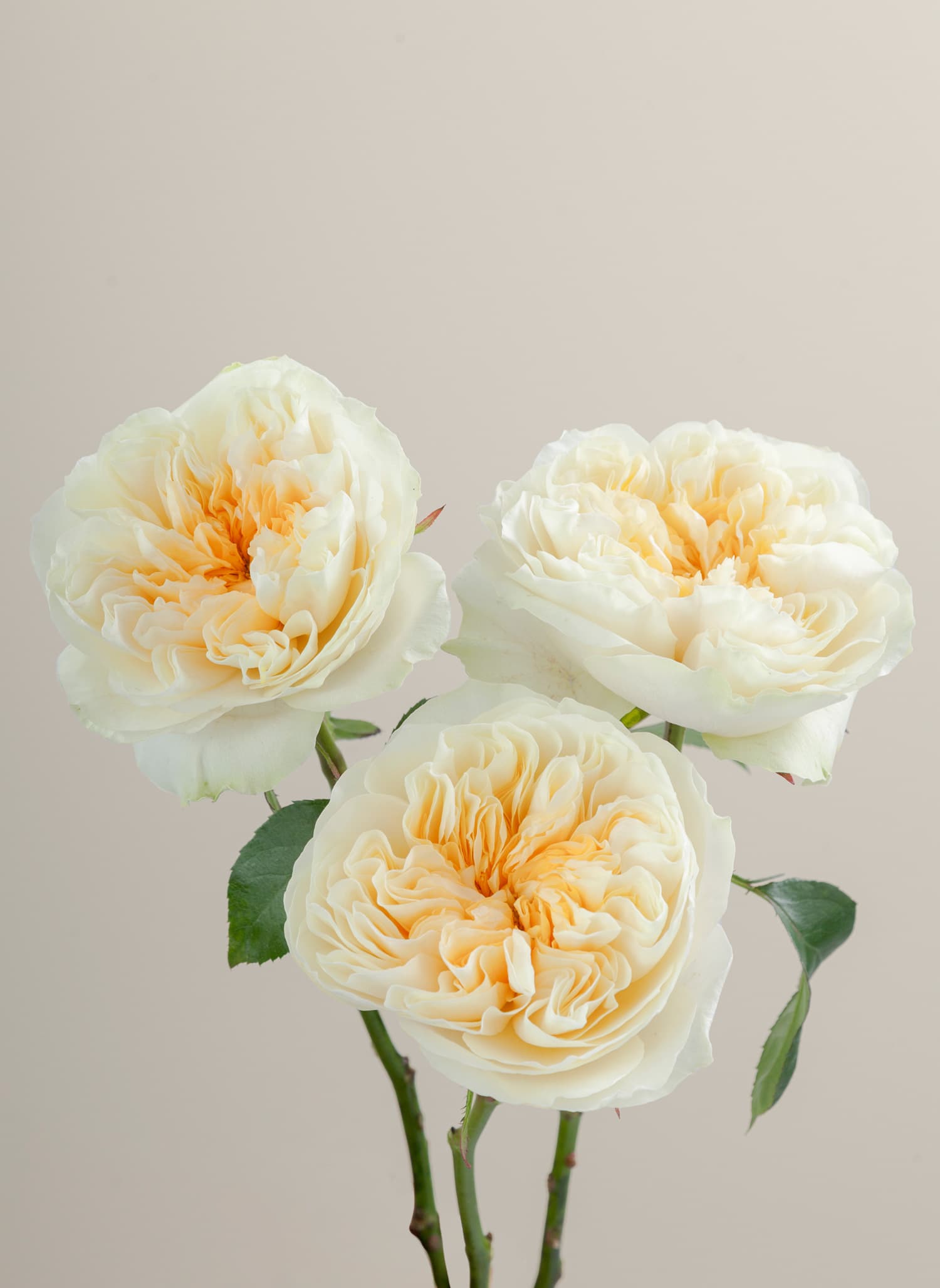 Gar Antonia Gardens Crm 60