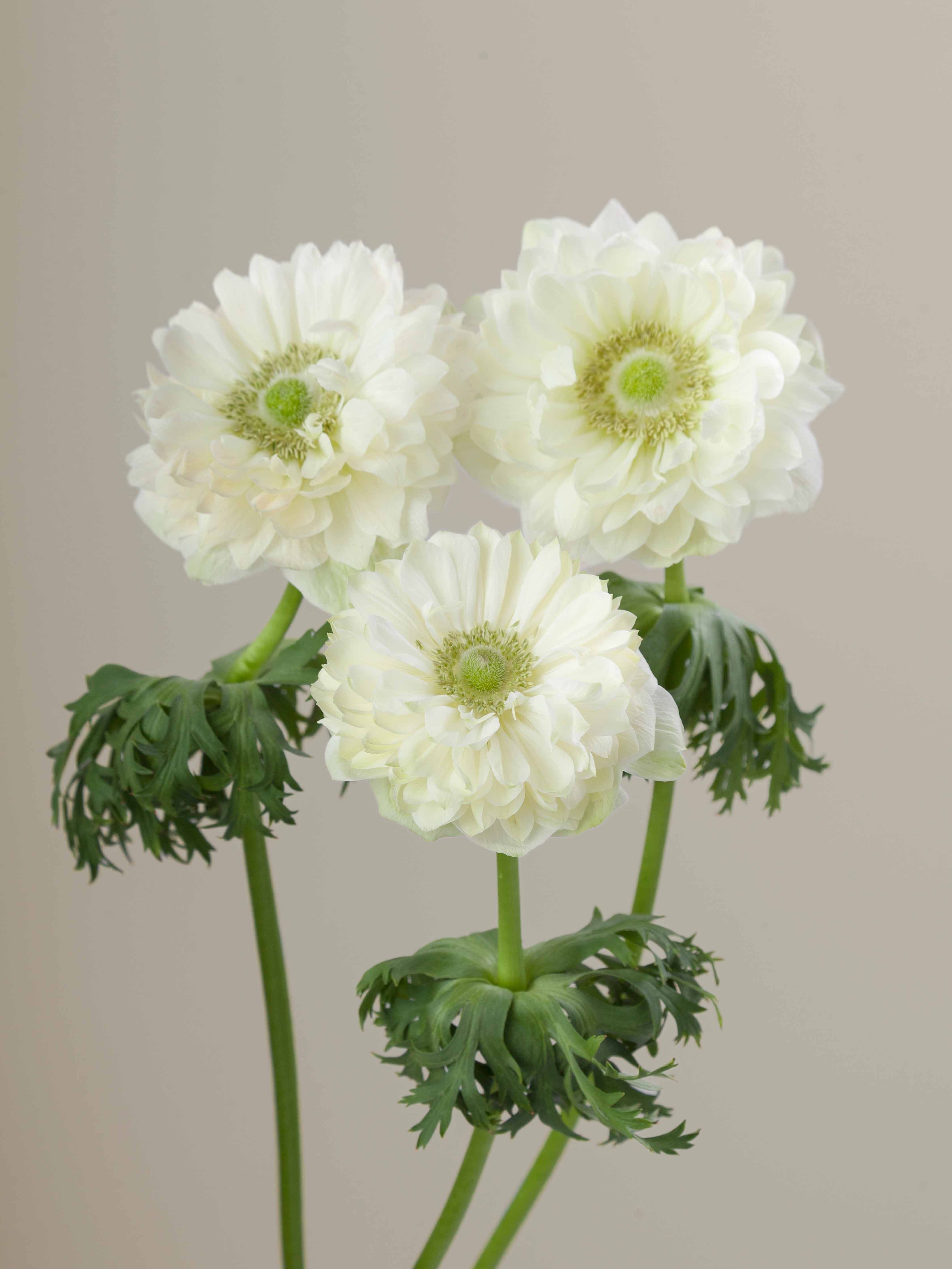 Ane Levante Bianco Wht 30