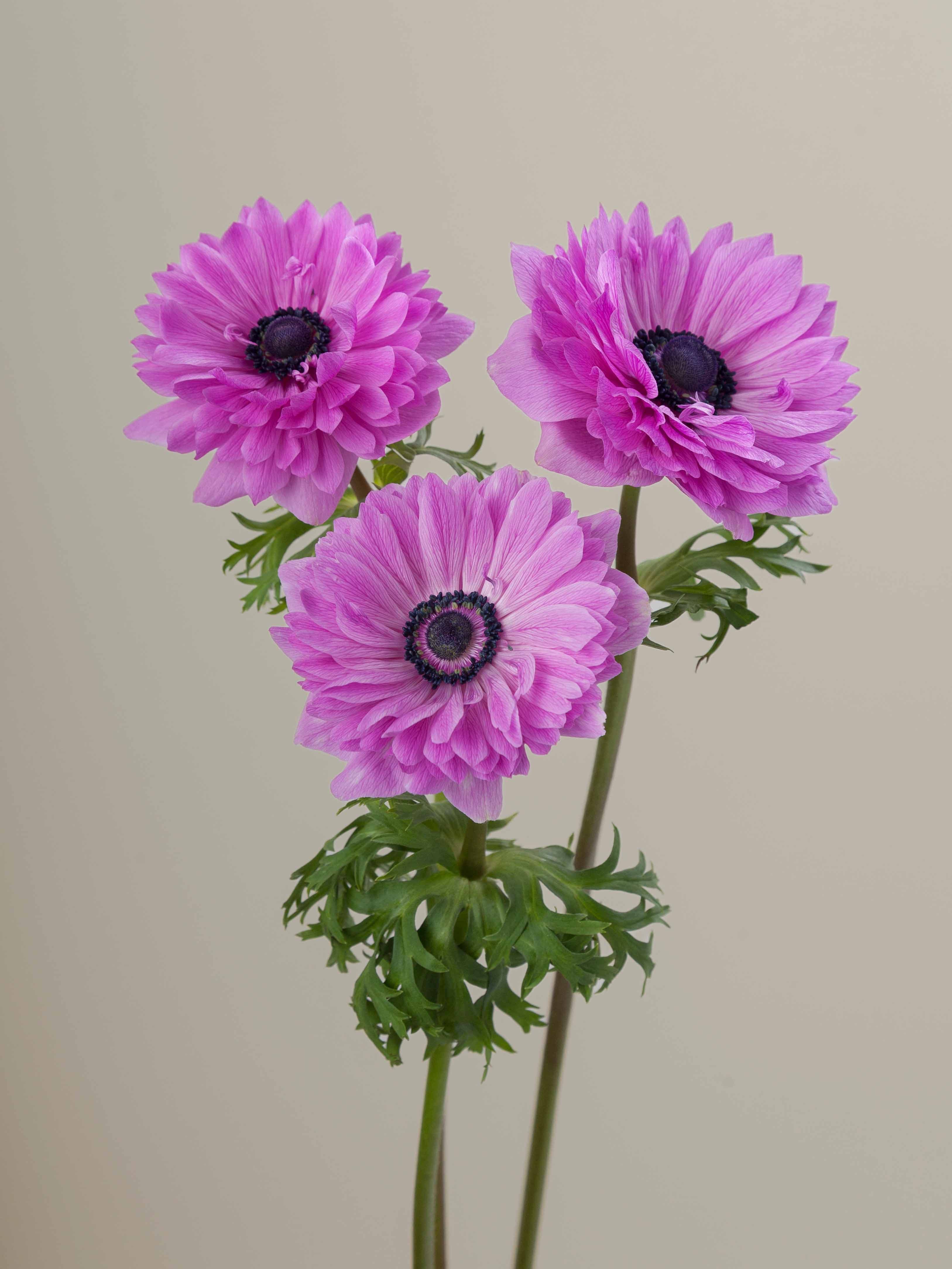 ANE PKH Levante Fucsia 30