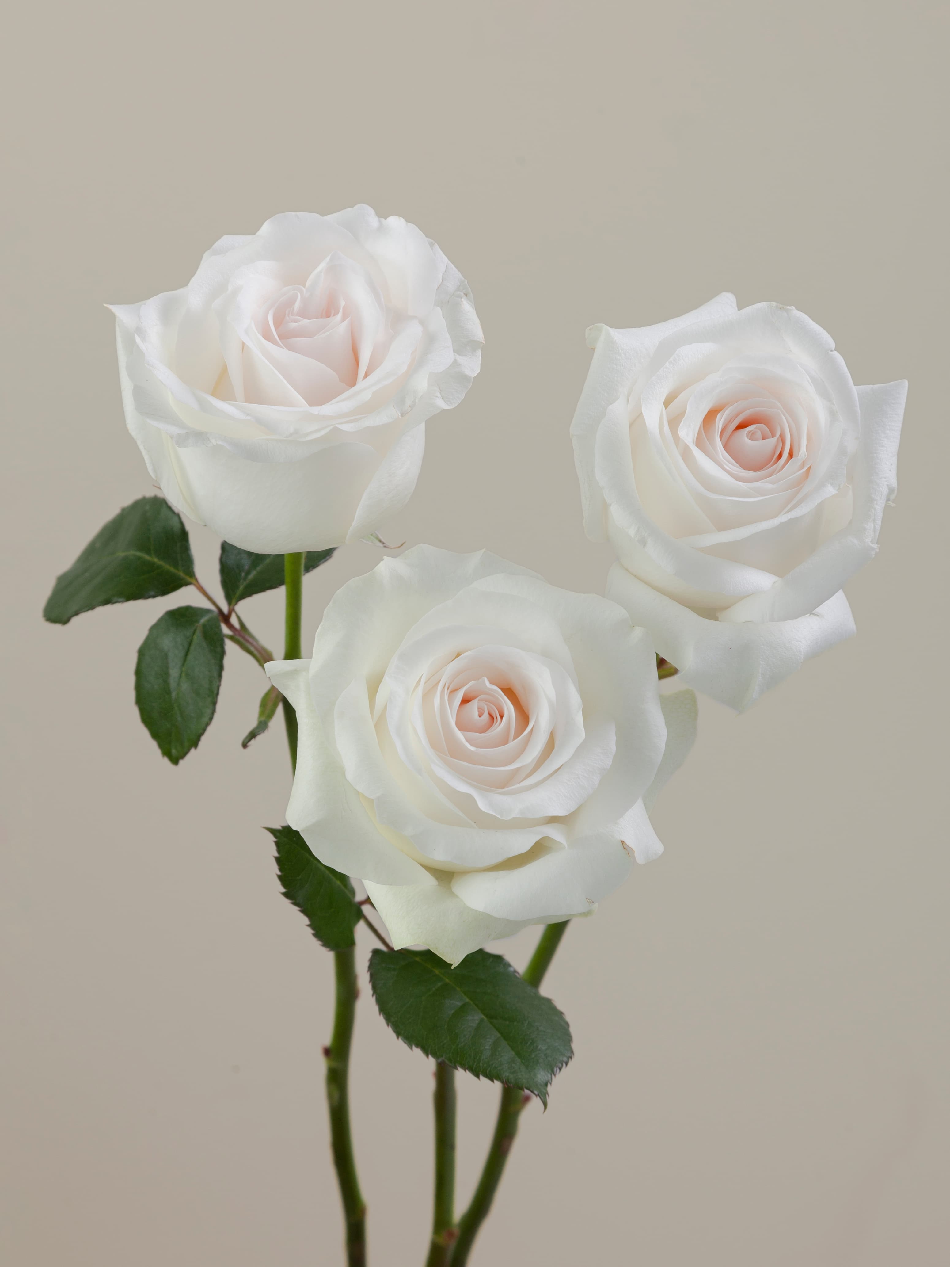 Ros Bridal Akito Pkl 50