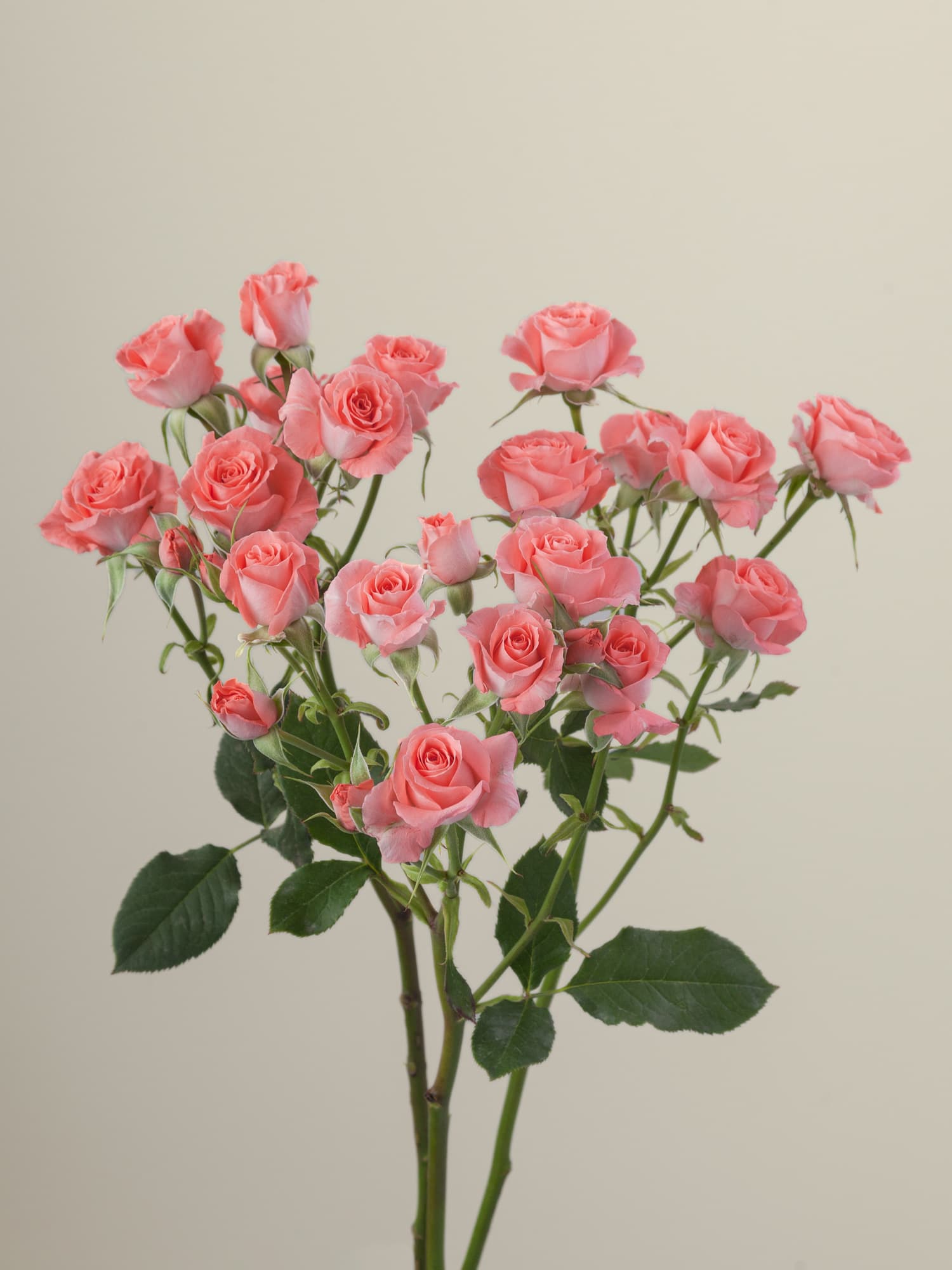 Spr Splendid Rosever Cor 50