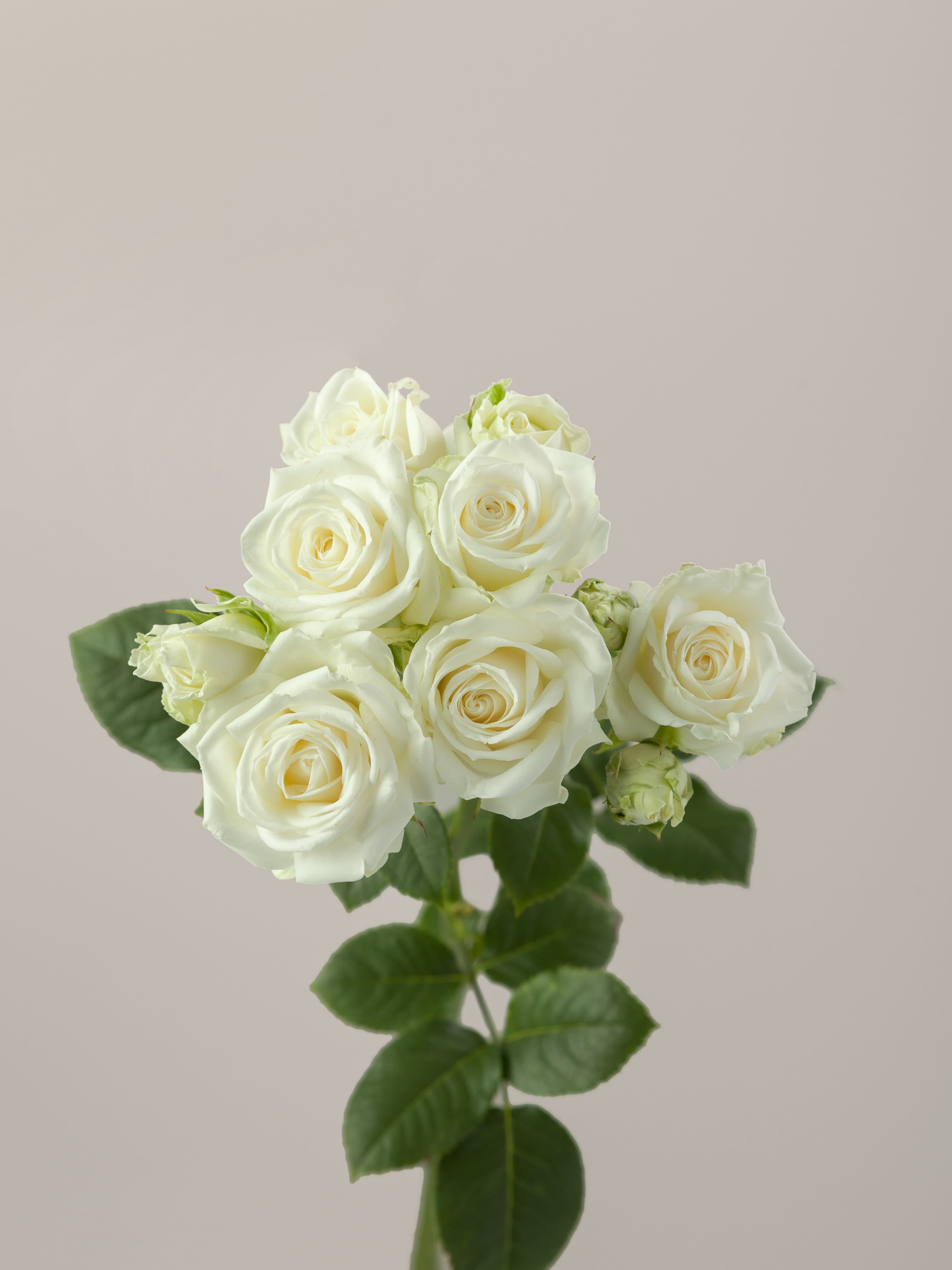 SPR WHT Sweet Dreams 70