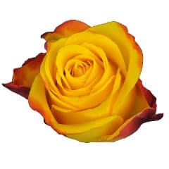 Roses Bi-color Yellow Summer light 50 Cm