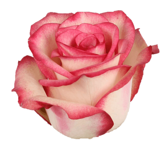 Roses Paloma Bi - Color Pink 50 Cm