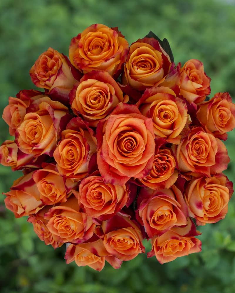 Roses Bi - Color Yellow Silantoi 60 Cm