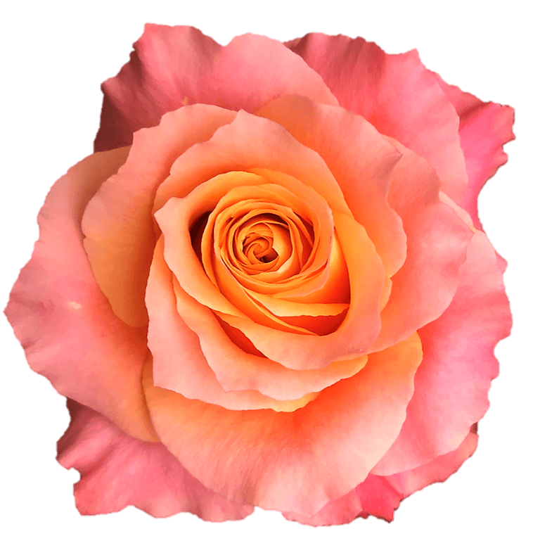 Garden Rose Bi - Color Orange Free Spirit 40 Cm