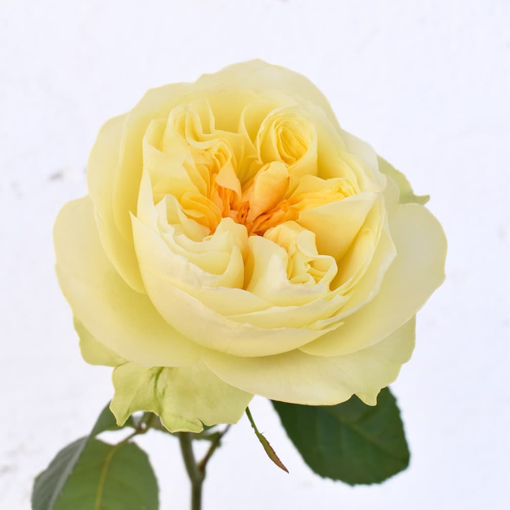 Garden Rose Antonia Gardens Pale Yellow 50 Cm