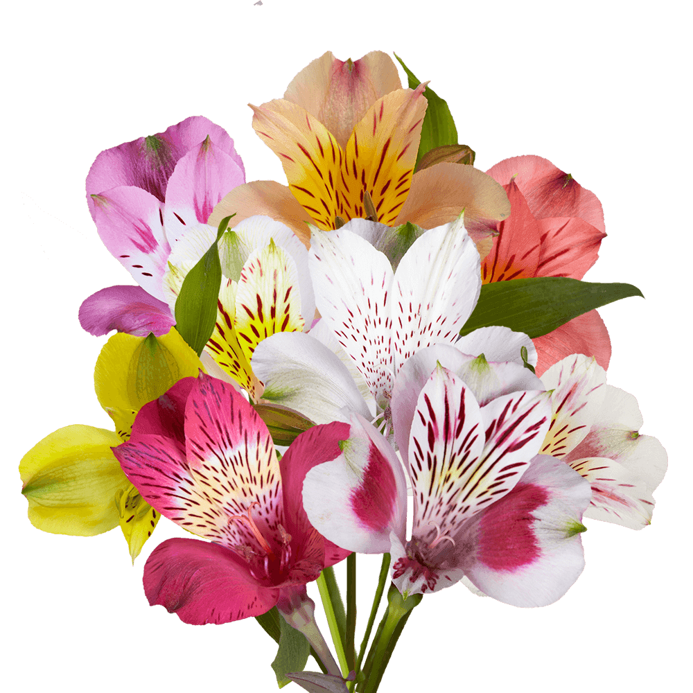 Alstroemeria Assorted Colors Assorted Colors 70 Cm Select