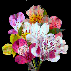 Alstroemeria Assorted Colors Assorted Colors 80 Cm Super Select