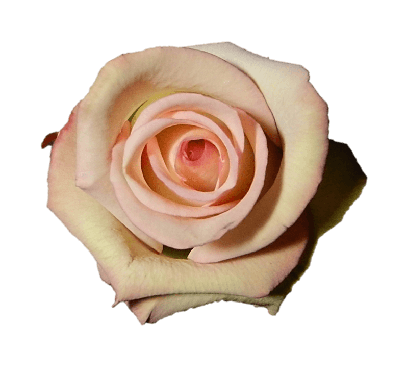 Roses Bi - Color Pink Cezanne 40 Cm