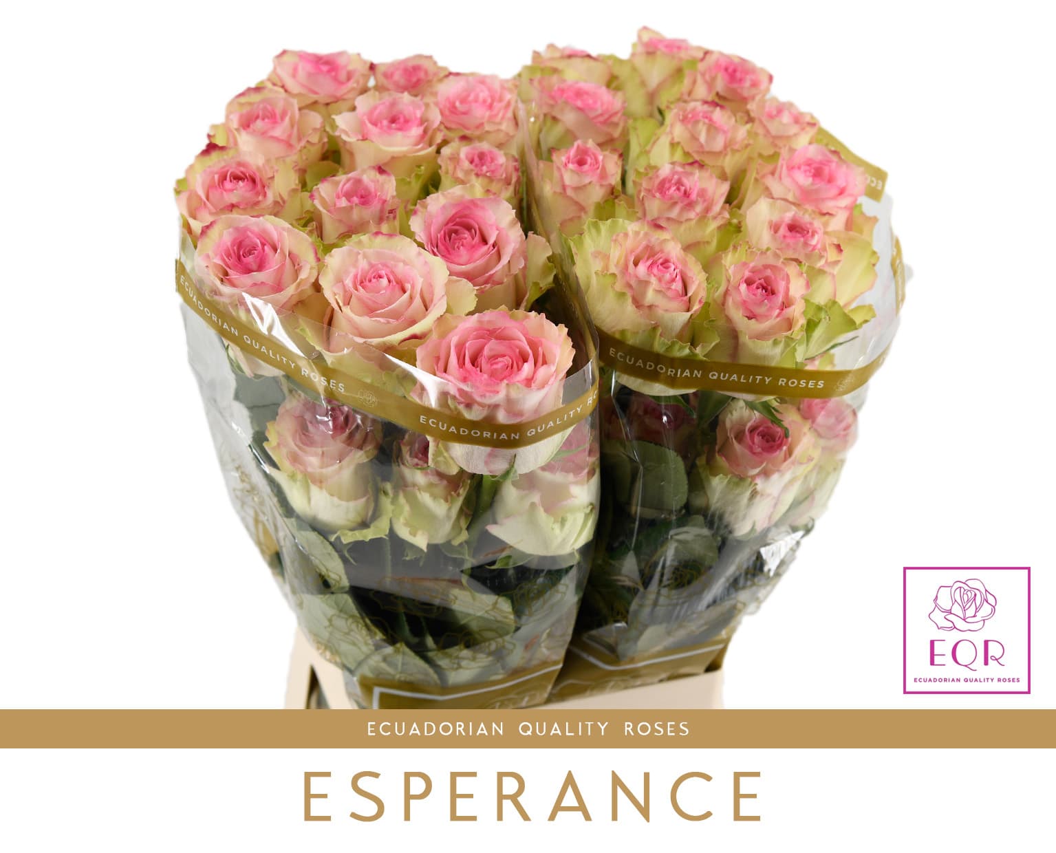 Roses Bi - Color Pink Esperance 40 Cm