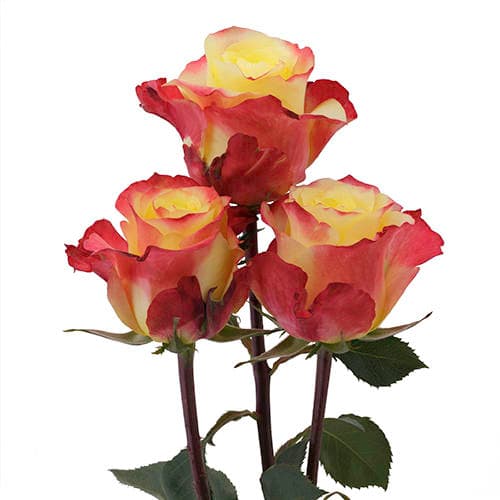 Roses Bi - Color Yellow Hot Merengue 40 Cm