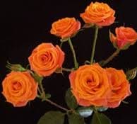 Spray Roses Mambo Orange 50 Cm