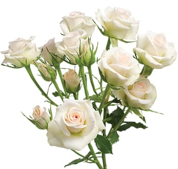 Spray Roses Porcelina Cream 50 Cm