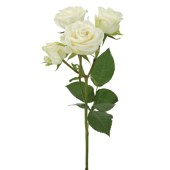 Spray Roses Floreana White 40 Cm