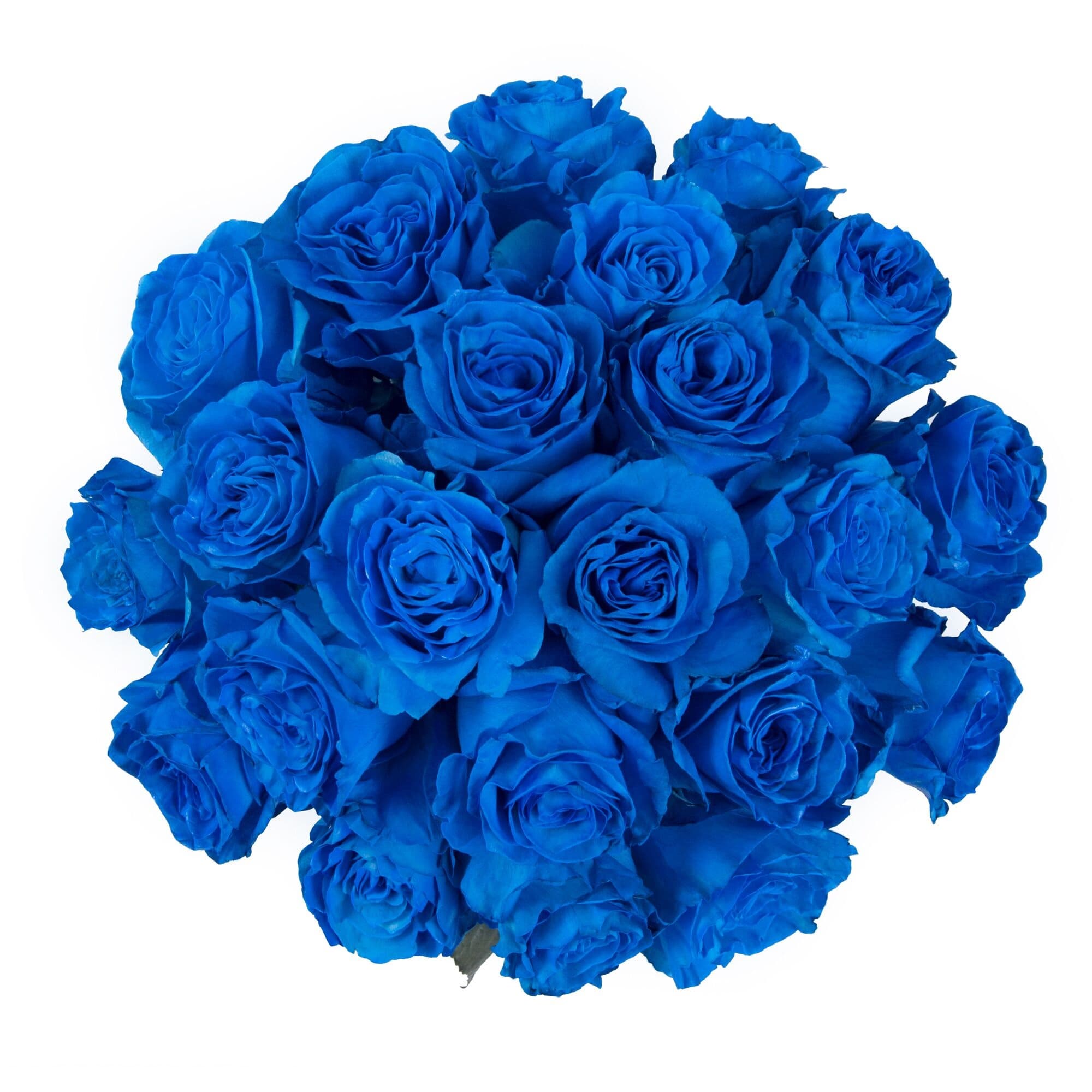 Tinted Roses Blue Mondial TNT 60 Cm