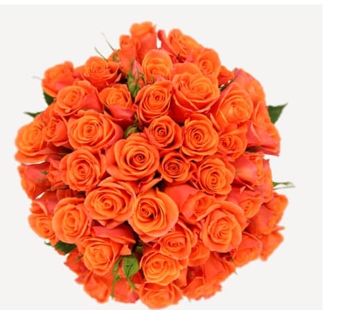 Spray Roses Orange Star Orange 40 Cm