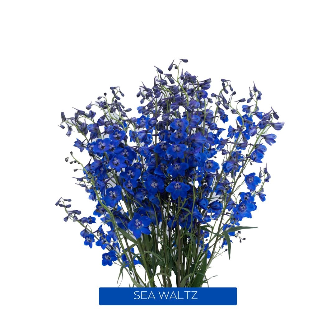Delphinium Dark Blue Sea Waltz 80 Cm