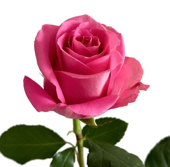Roses Medium Pink Sweet Memory 50 Cm