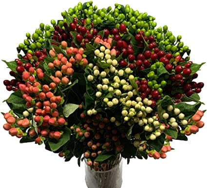 Hypericum Assorted Colors Illusion 70 Cm