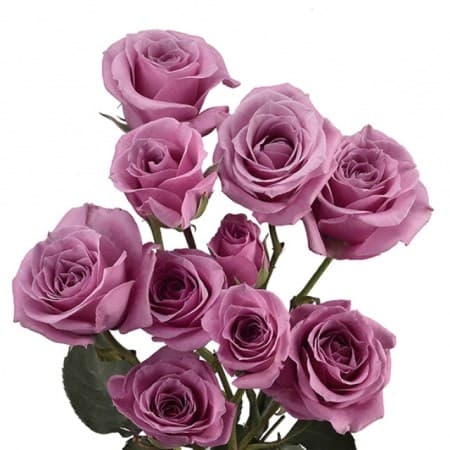 Spray Roses Blue Moon Lavender 40 Cm