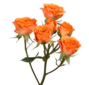 Spray Roses Babe Orange 50 Cm