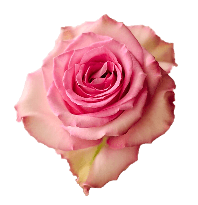 Roses Medium Pink Priceless 50 Cm